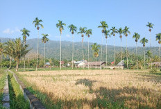 Perum Bulog Rejang Lebong Optimis Serap 1.000 Ton Beras Petani