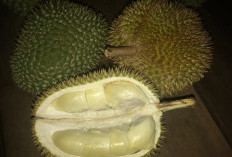 Hati-hati! Ini Efek Samping jika Makan Durian Berlebih