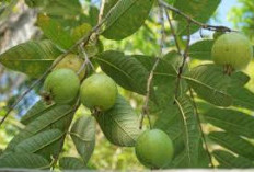 Dipercaya Ampuh Turunkan Kolesterol: Daun Jambu Biji Ternyata Bisa Jadi Obat Herbal