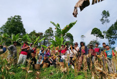 Wujudkan Swasembada Pangan, Desa Bukit Menyan Panen Raya Jagung 