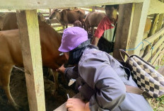  Belum Ditemukan Penyakit Ngorok pada Ternak di Lebong