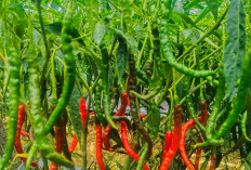 Harga Sayuran di Kepahiang Masih Wajar: Petani Cabai Tersenyum