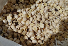 Harga Kemiri di Kabupaten Kepahiang Turun: Segini Harganya Saat Ini