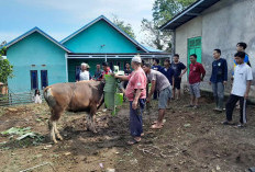 Jumlah Hewan Kurban di Kepahiang Meningkat, Total 788 Hewan Kurban yang Dipotong