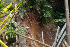 Longsor di Jalan Tunggal Kepahiang: Badan Jalan Tergerus & Rumah Penduduk Berisiko Terdampak