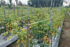Harga Jual Tomat di Tingkat Petani Desa Bukit Barisan Kecamatan Merigi Turun