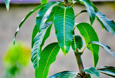 Buahnya Enak Dimakan, Ini 7 Khasiat Daun Mangga untuk Kesehatan 