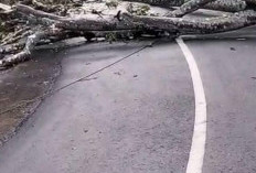 Cuaca Ekstrem Pohon Tumbang, Jaringan Listrik Terganggu: Begini Kata PLN Kepahiang