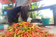 Harga Cabai Makin Pedas, Petani Cabai Desa Pelangkian Semringah 