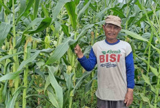 Manfaatkan Momen Tahun Baru 2026: Petani Suka Merindu Beralih Tanam Jagung Manis