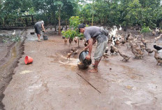 Kades Karang Endah Sukses Beternak Itik Petelur