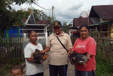 Pemdes Karang Anyar Bagikan Bibit Ayam Kampung 