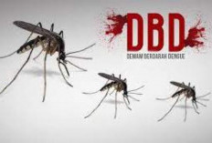 Bertambah 3 Kasus, Dinkes Minta Warga Waspada DBD