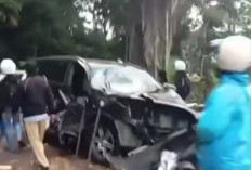 Pohon Tumbang Timpa Mobil Warga Kota Bengkulu Disebut Sudah Lama Lapuk 