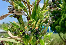 Tanaman Hanjeli, Alternatif Pangan Kaya Karbohidrat dan Nutrisi
