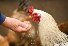 Sepele, Gara-gara Ayam Warga Kota Bengkulu Diduga Dianiaya di Benteng 