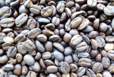 Panen Kopi Brasil Pecah Rekor, Vietnam Menggila: Ngopi Lebih Murah?