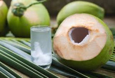 Ragam Manfaat Air Kelapa untuk Buka Puasa
