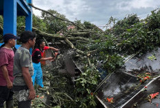 Hujan Lebat Guyur Kepahiang, Banjir dan Pohon Tumbang: Sekolah dan Puskesmas Rusak 