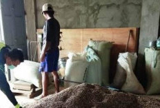 Harga Kopi di Kepahiang Kembali Naik, Segini Harganya Saat Ini