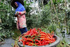 Harga Naik Saat Ramadan, Petani Cabai Kepahiang Gembira 