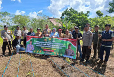 Tanam Jagung, Program Ketahanan Pangan Desa Sungai Gerong Dimulai