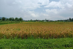 Alih Fungsi Lahan Dilarang: Tapi Sawah di Kepahiang Terus Berkurang, Perda LP2B Wajib Diterapkan 