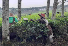 Sejarah Kebun Teh Kabawetan Kepahiang (Bagian I), Dibuka Saat Pemerintahan Belanda