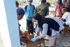 Terima 500 Dosis, Disperkan Bakal Gelar Vaksinasi Rabies Usai Idul Adha