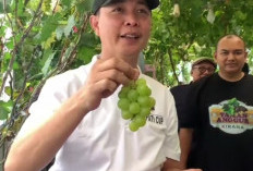 Bupati Fikri Tertarik Kembangkan Budidaya Anggur