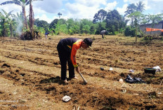 Dukung Program Ketahanan Pangan: Pemdes Taba Tebelet Kepahiang Tanam Jagung 1 Hektare