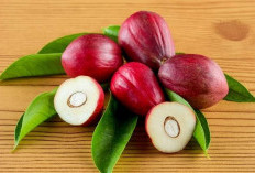 Manfaat Buah Mahkota Dewa 