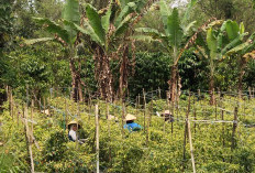 Harga Cabai Rawit di Kabupaten Kepahiang Turun Drastis: Segini Harganya 