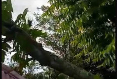Cuaca Ekstrem: PLN ULP Kepahiang Siaga 24 Jam 