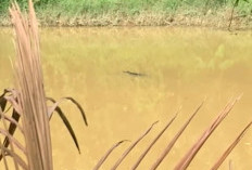 Waspada! Buaya Berukuran Sedang Lebih dari Satu Sering Muncul di Sungai Air Buluh 