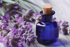 Mengulik Khasiat Minyak Lavender untuk Kesehatan