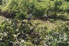 Desa Karang Endah Gotong royong, Persiapan Lahan Jagung Program Ketahan Pangan 