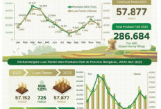 Luasan dan Hasil Panen Padi 2023 Meningkat, 2024 Diprediksi Turun
