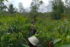 Harga Cabai Merah Terus Menurun, Petani Kabawetan Meradang