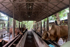 Usulan Vaksin Jembrana Belum Diakomodir Gegara Ini