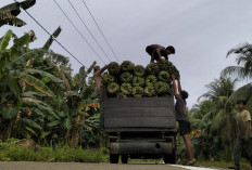 Harga Jual Hasil Bumi dari Pulau Enggano di Bengkulu Turun Drastis