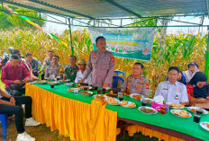 Pemdes Lubuk Penyamun di Kepahiang Panen Raya Jagung: Dukung Program Ketahanan Pangan