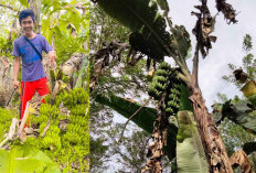 Pisang Bertandan Dua di Pungguk Beringang, Tumbuh dengan Baik hingga Dipanen