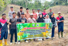  Jalankan Program Ketahanan Pangan: Desa Temdak Tanam Jagung