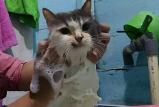 Tips Memandikan Kucing Nyaman dan Aman