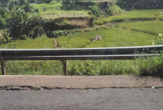 Jalan Bogor Baru-Kabawetan di Kepahiang Terancam Amblas