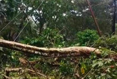 3 Pohon Besar Tumbang, Kabupaten Kepahiang Dilanda Mati Lampu 