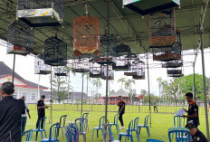 Ratusan Peserta Meriahkan Lomba Burung Berkicau Piala Merah Putih Gubernur Cup Bengkulu 2025