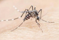 Bebas Malaria sejak 2014, Nyamuk Anopheles Kembali Ditemukan di Kabupaten Lebong