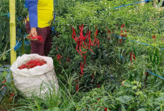 Petani Menjerit! Harga Cabai Merah Murah, Pupuk Mahal 